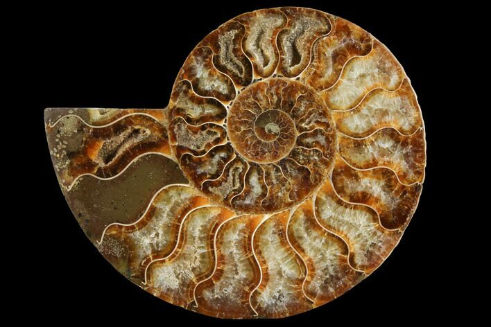 Agatized Ammonite Fossil (Half) - Crystal Chambers #111495